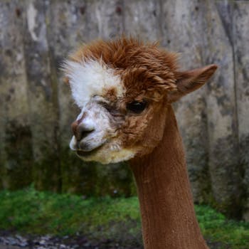 Meta's Newly Released Open Source Llama 3 Rapidly Challenges OpenAI's Dominance